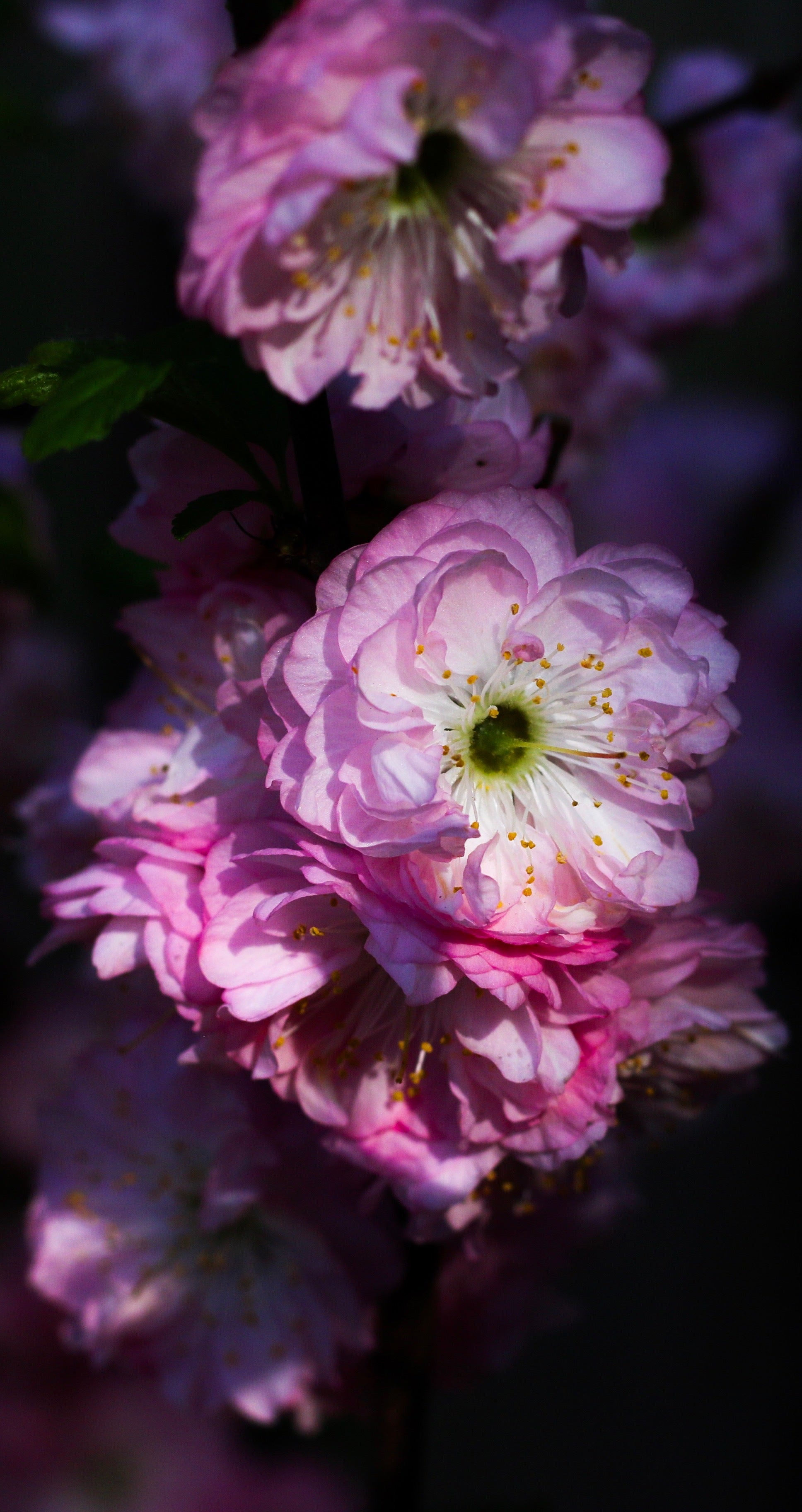 files/tightly-packed-pink-flowers.jpg